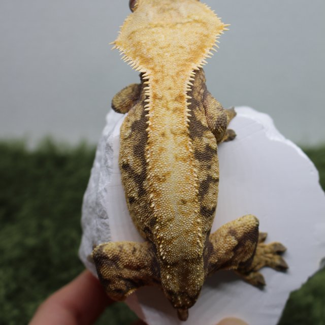 노멀 익스트림할리퀸