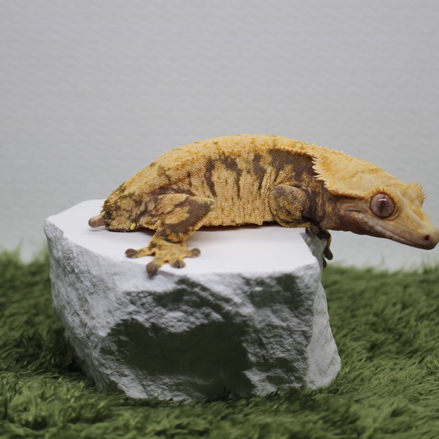 노멀 익스트림할리퀸