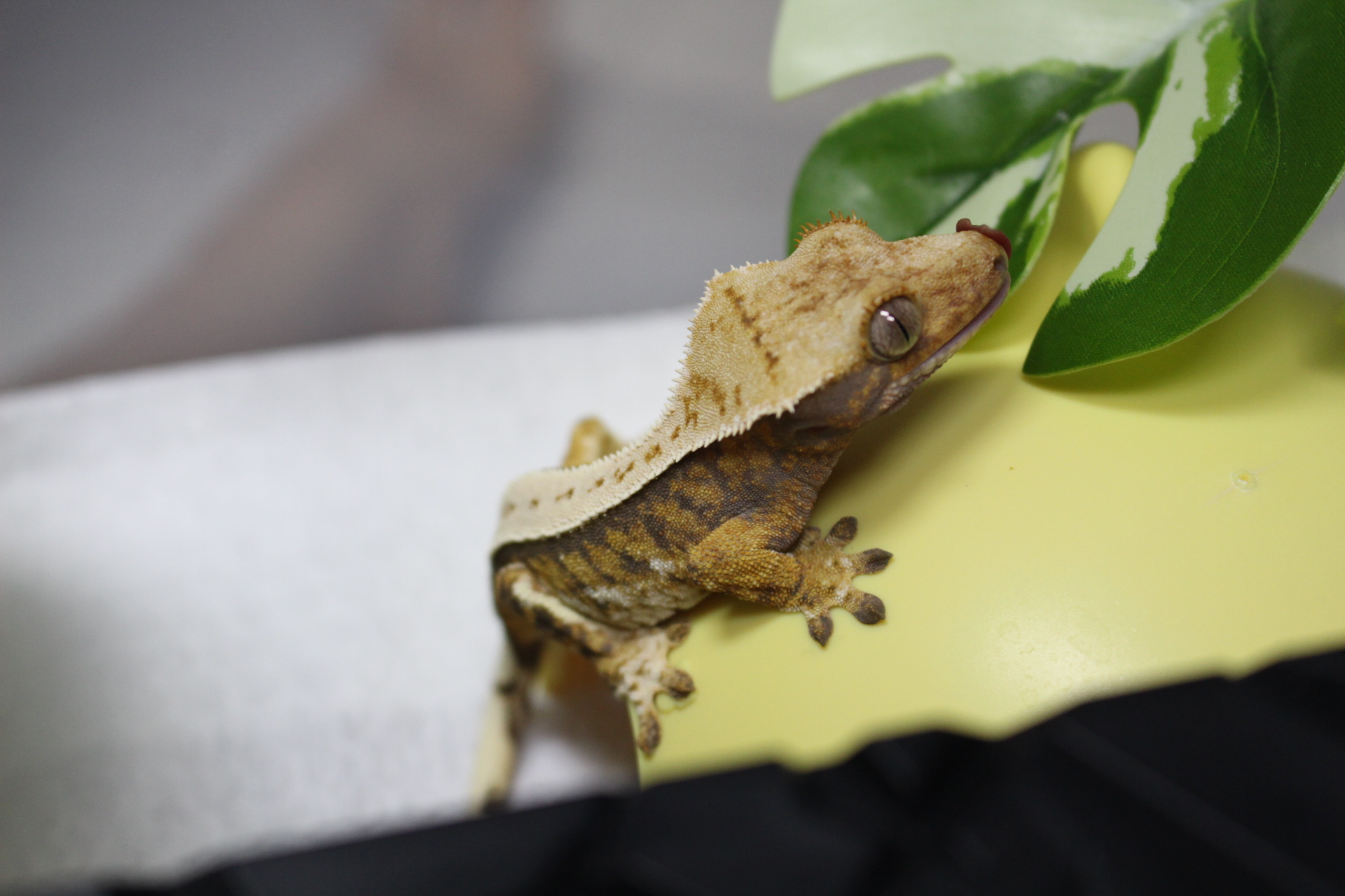 딸기초코바닐라