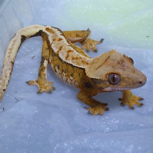 트라이 노멀 익스트림할리퀸