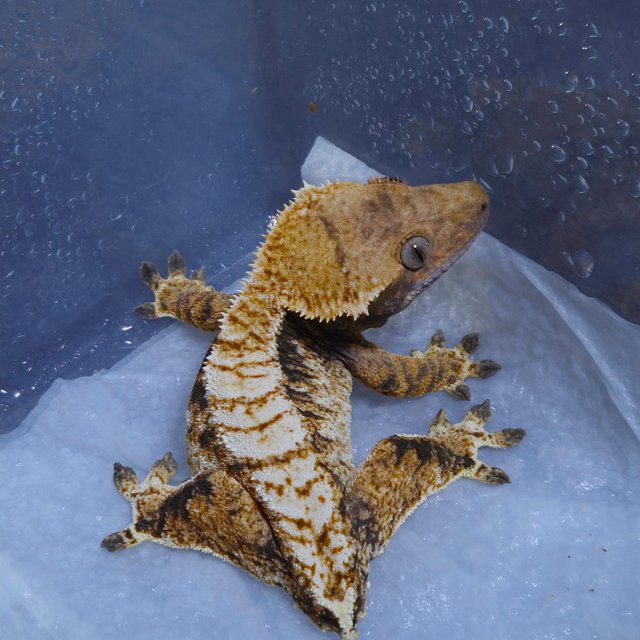 트라이 익스트림할리퀸 화이트핀 노멀