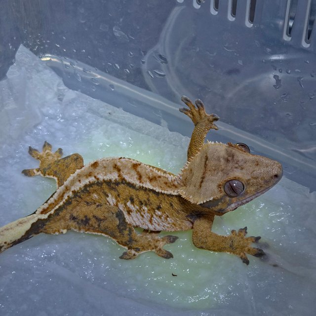 트라이 노멀 익스트림할리퀸