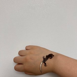 다크 팬텀 릴리화이트