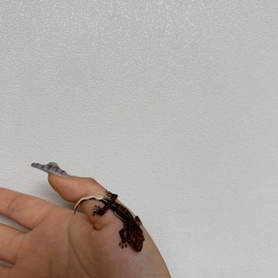 다크 팬텀 릴리화이트