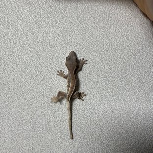 다크 프라푸치노