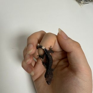 다크 팬텀 카푸치노