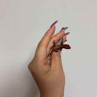 다크 릴리화이트