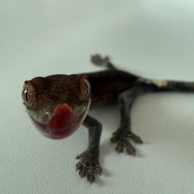 다크 팬텀 카푸치노