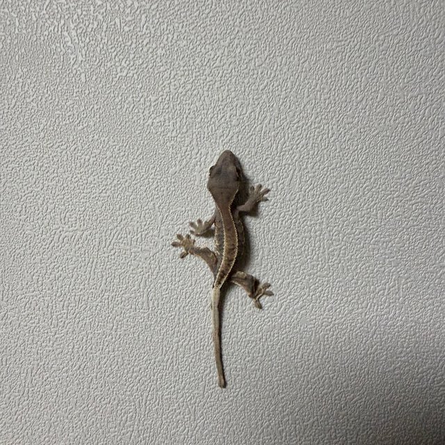 다크 프라푸치노