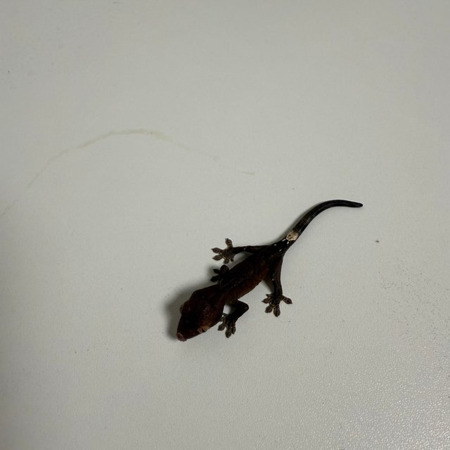 다크 팬텀 카푸치노