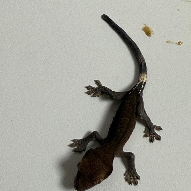 다크 팬텀 카푸치노