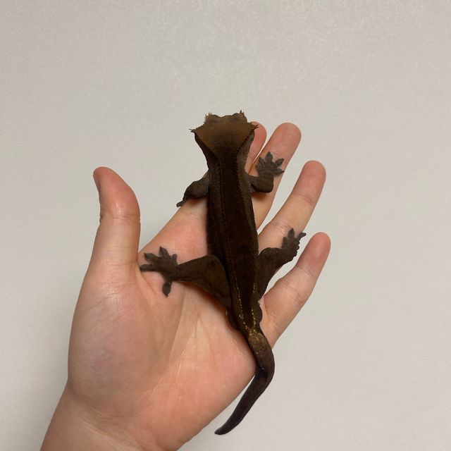 다크 팬텀 카푸치노