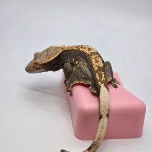 레몬