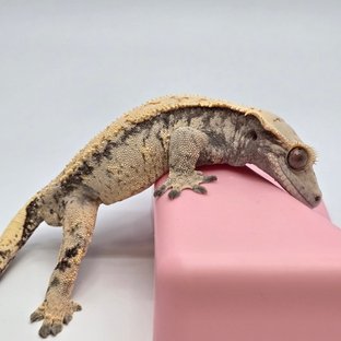 호빵