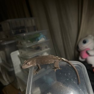 아잔틱
