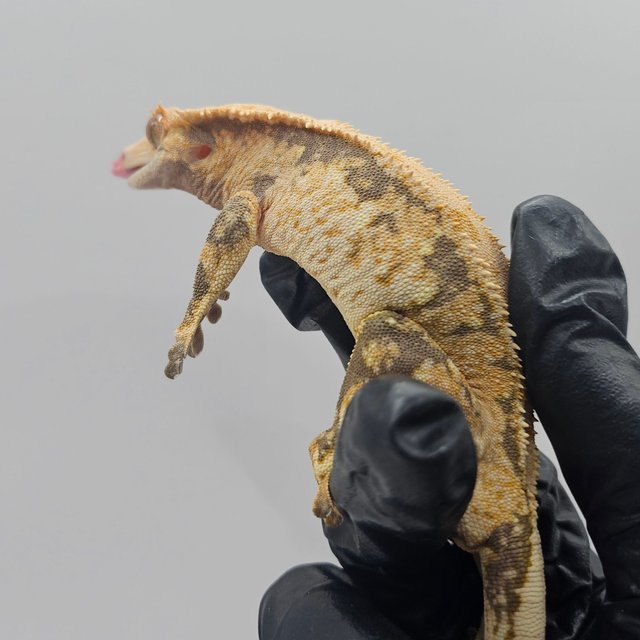 노멀 트라이 화이트스팟 익스트림할리퀸