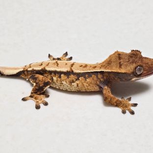 트라이