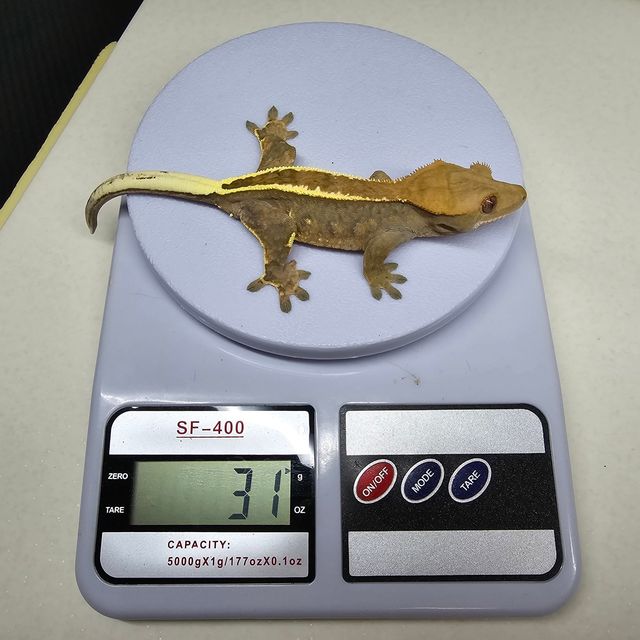 카푸치노