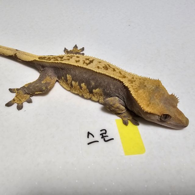 100%헷아잔틱