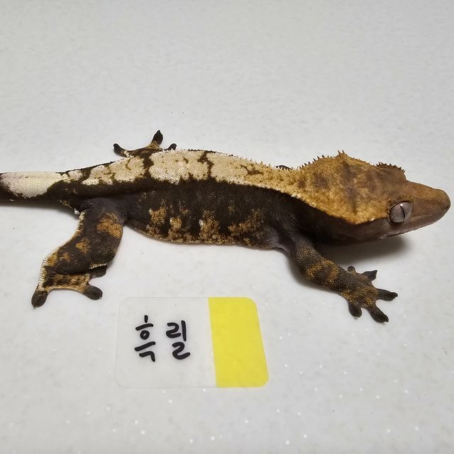 100%헷아잔틱