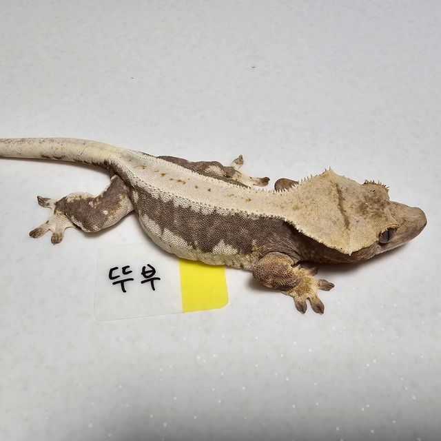 릴리100%헷아잔틱