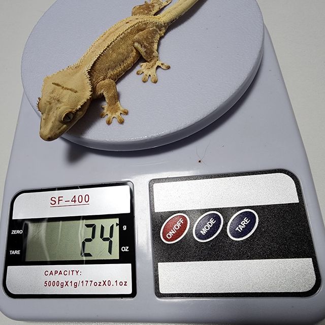 릴리화이트