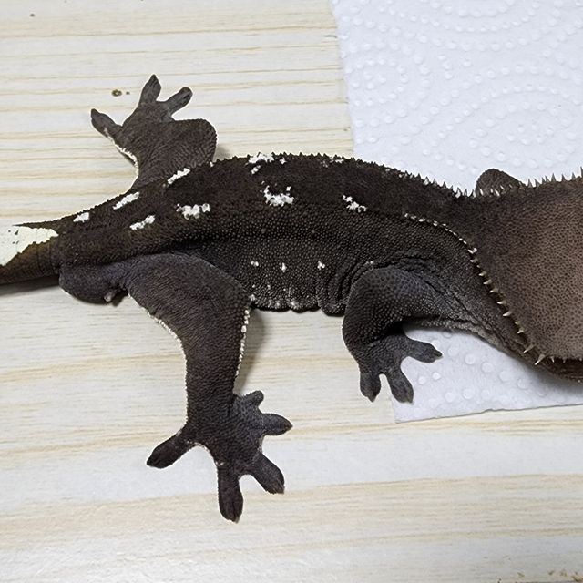 아잔틱