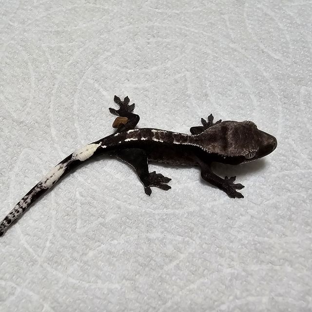아잔틱