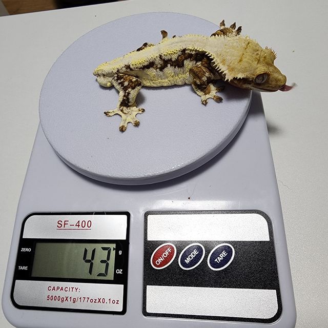 릴리화이트