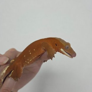 레드 바이 화이트포트홀