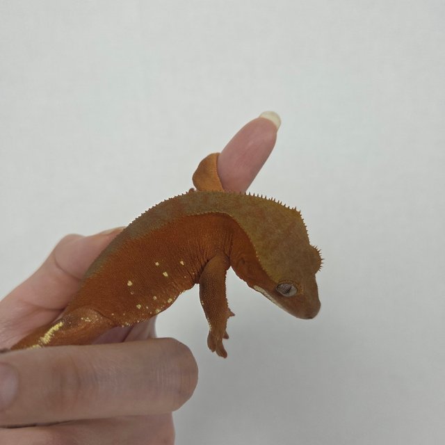 레드 바이 화이트포트홀