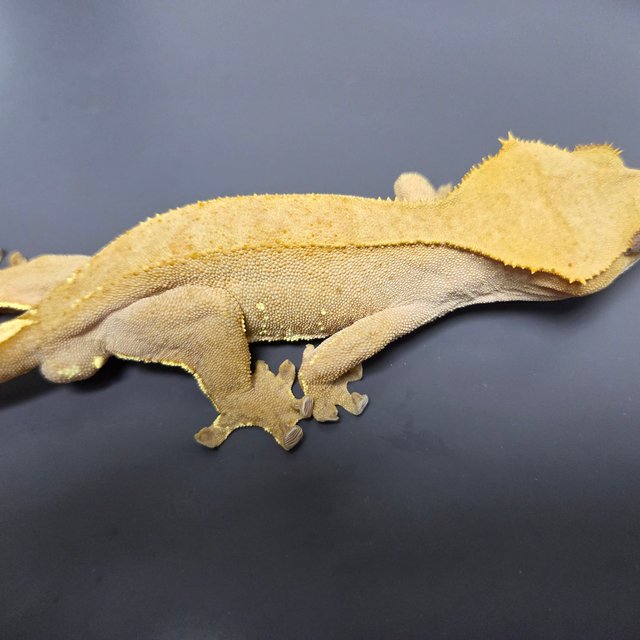 레드 바이 화이트포트홀