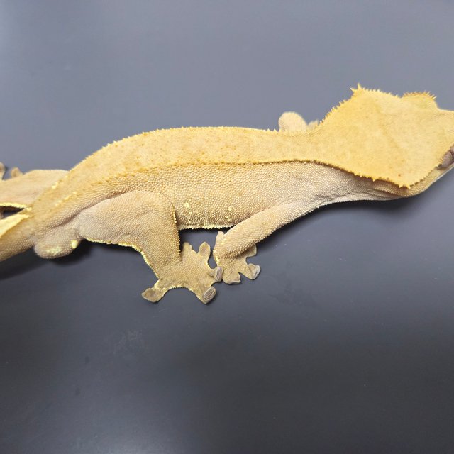 레드 바이 화이트포트홀