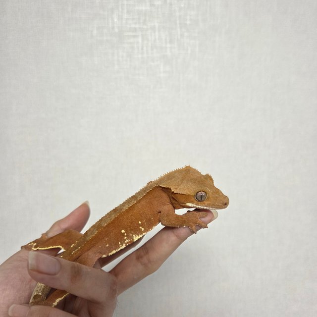 레드 바이 화이트포트홀