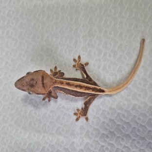 노멀 릴리화이트 풀핀 쿼드