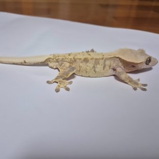 노멀 트라이 익스트림할리퀸