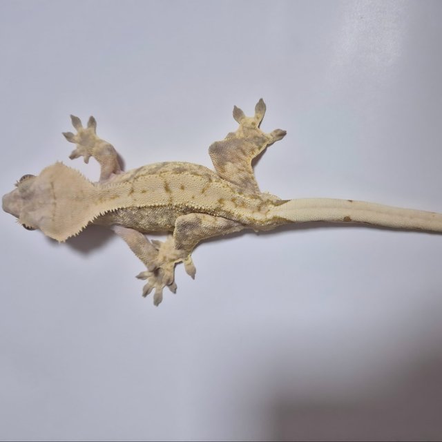 노멀 트라이 익스트림할리퀸