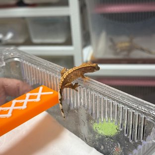 100%헷아잔틱 노멀 트라이