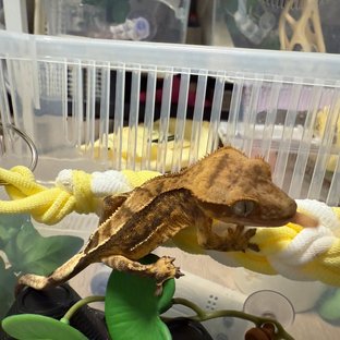 100%헷아잔틱 노멀 쿼드