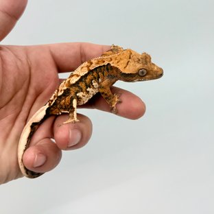 노멀 텐저린 익스트림할리퀸 트라이