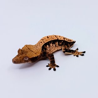 노멀 풀핀 화이트포트홀 텐저린 트라이