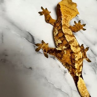 노멀 텐저린 트라이