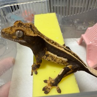 엠티백 핀스트라이프 쿼드