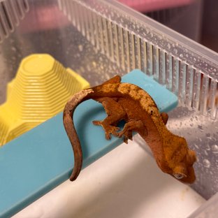 노멀 레드 달마시안