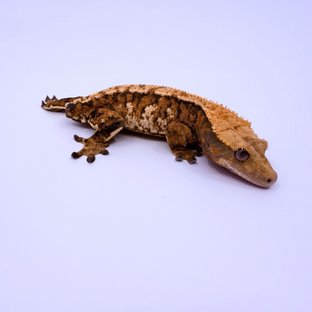 노멀 텐저린 트라이