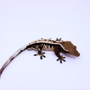 세이블 풀핀 핀스트라이프