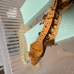 노멀 풀핀 화이트포트홀 텐저린 트라이