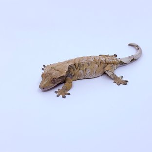 노멀 트라이 옐로우 화이트