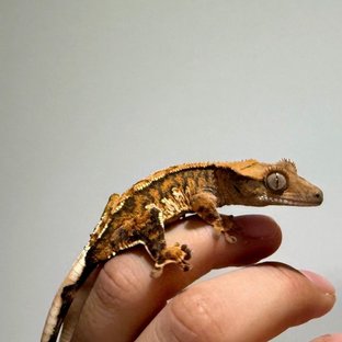 노멀 텐저린 익스트림할리퀸 트라이