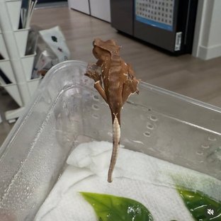 레드 바이 화이트포트홀